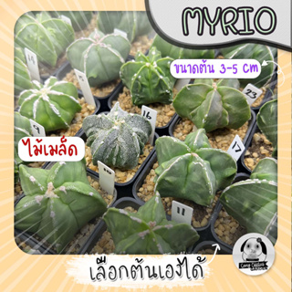 ต้นมายริโอ (เลือกต้นได้) ( ต้นกระบองเพชร Astrophytum myriostigma) ไม้เมล็ด Set W🌵ต้นแคคตัส❤️