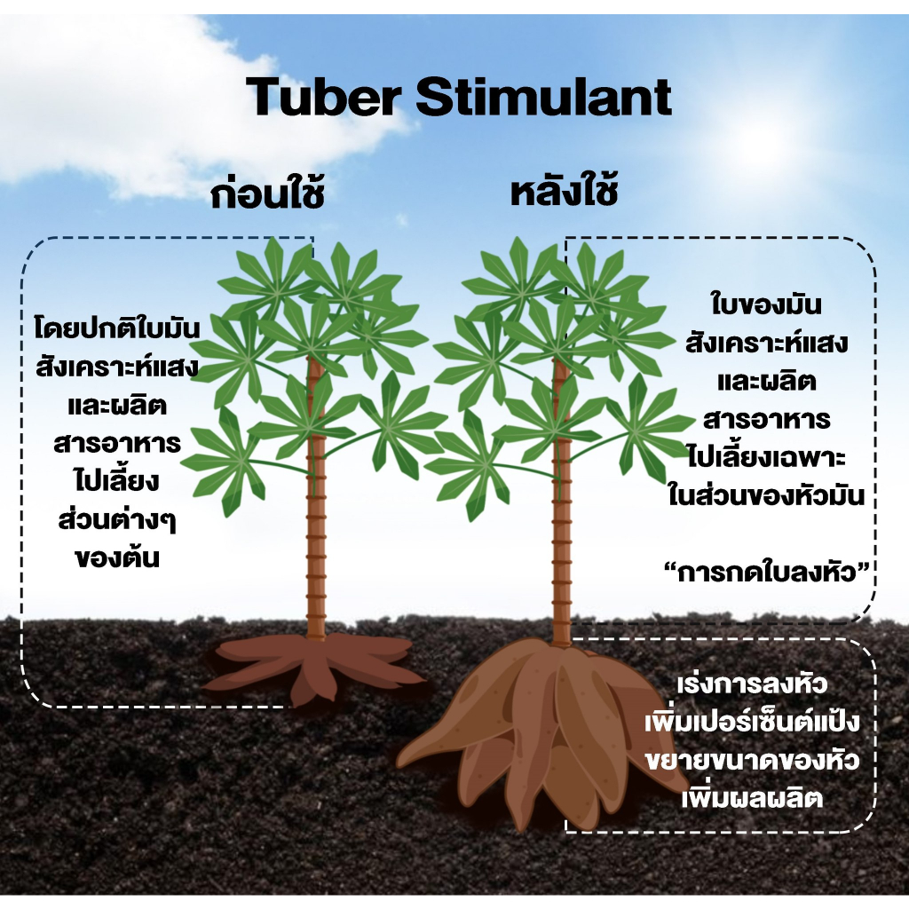 แพ็คกิ้งใหม่-มันส์ใหญ่มาก-สูตรลงหัว-บำรุงหัว-สูตรลงหัว-หัวใหญ่-บำรุงหัว-เร่งลงหัว-ชนิดน้ำ-1-ลิตร