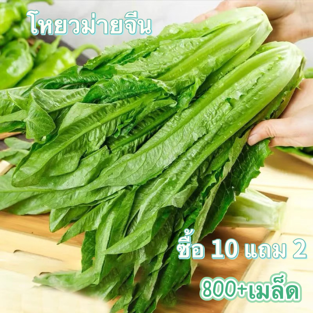 เมล็ดพันธุ์-โหยวม่ายจีน-ผักโหยวม่ายจีน-lactuca-sativa-var-longifoliaf-lam-พันธุ์ดาวเรือง-ผักกาดหอม-10-แถม-2-คละได้