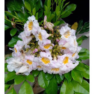 ต้นปีบยูนาน (Dwarf Tree Jasmine) ร้านต้นไม้บ้านเพื่อน