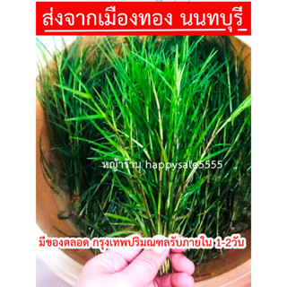 ภาพหน้าปกสินค้า✅มีของพร้อมส่ง!! ใบหญ้าแพรกสด (ใบทูรวาเพื่อบูชาองค์พระพิฆเนศ/เป็นยาสมุนไพร/ไหว้ครู) ปลูกจากสวนไม่ได้เก็บตามข้างทาง ที่เกี่ยวข้อง