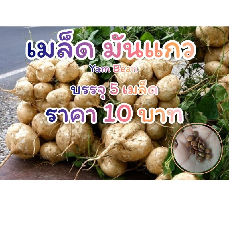 เมล็ดพันธุ์-มันแกว-มันเภา-yam-bean