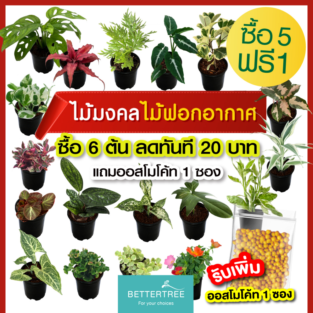 ซื้อ-5-แถม-1-ต้นไม้มงคล-ต้นไม้ฟอกอากาศ-กระถางขนาด-3-นิ้ว-ต้นไม้-plant