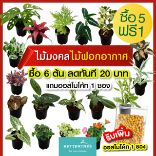 (ซื้อ 5 แถม 1) 🪴ต้นไม้มงคล ต้นไม้ฟอกอากาศ  กระถางขนาด 3 นิ้ว ต้นไม้   plant