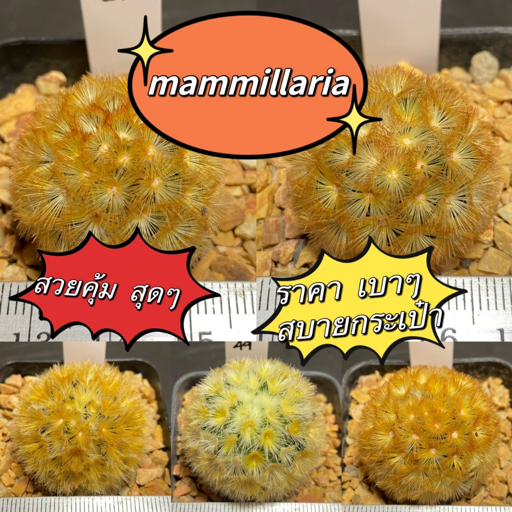 แมมมิลาเลีย-คามิเน่-บุดดา-mammillaria-carminae-buddha-แคคตัส-กระบองเพชร-m1