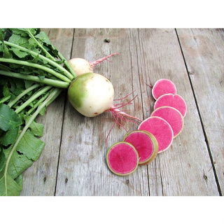 เมล็ด เรดิชแตงโม Watermelon Radish 150 เมล็ด