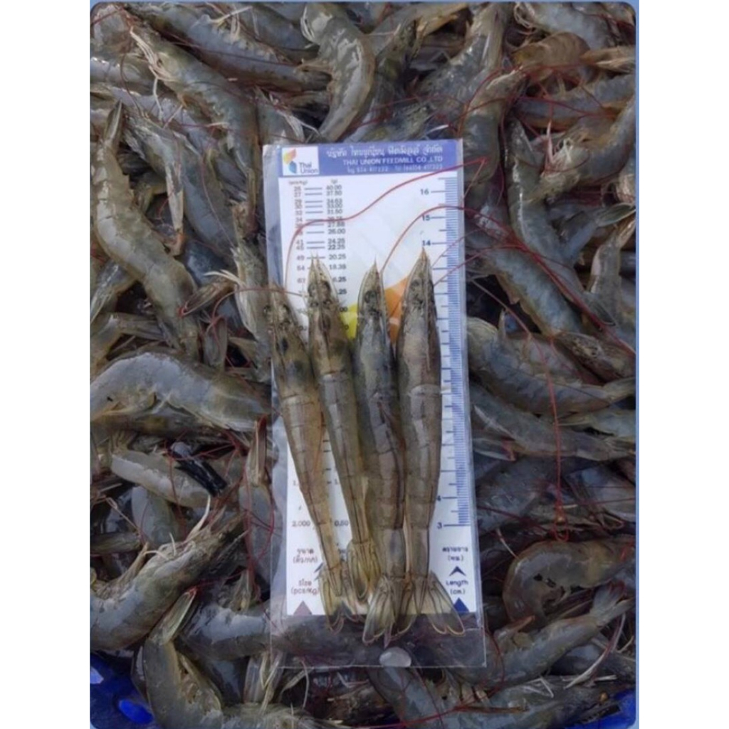 อาหารเสริมกุ้ง-beta-sac-plus-เบต้าแซคพลัส-ยีสต์-อาหารเสริมโปรตีน-ชนิดผง-12-ซอง-กุ้งโตไว-ป้องกันโรคขี้ขาว-กุ้งขาว