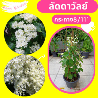 ต้นลัดดาวัลย์ #ลดาวัลย์ ดอกหิมะ #ไม้เลื้อยสีขาว