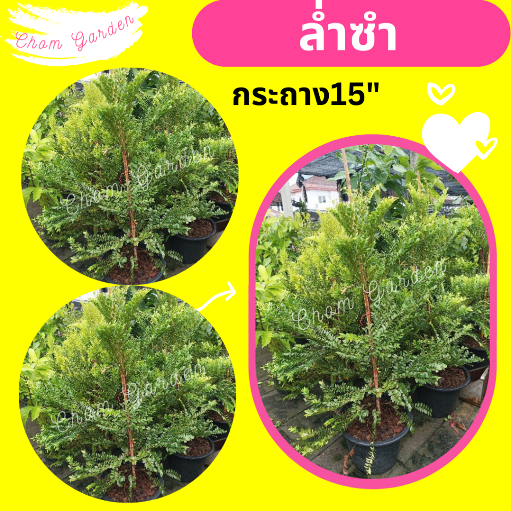 ต้นล่ำซำ-ล่ำซำ-กระถาง15-สูง-140-170-cm