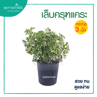 เล็บครุฑแคระ  ในกระถาง3นิ้ว  ต้นไม้ฟอกอากาศ ต้นไม้ในร่ม ต้นไม้ plant