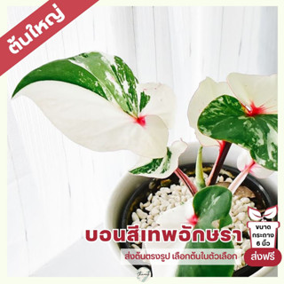 ต้นใหญ่ บอนสี เทพอักษรา ด่างทุกต้น Caladium Bicolor