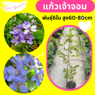 ต้นแก้วเจ้าจอม พันธุ์ 6 ใบ  สูง 60-90 cm.