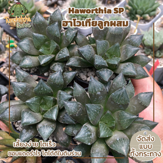 ฮาโวเทีย Haworthia SP ไม้อยู่ในกระถาง2" (ส่งแบบทั้งกระถาง)