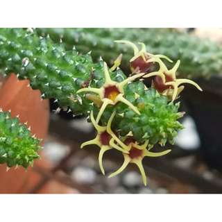 Echidnopsis radians ***กิ่งสด 3 กิ่ง***