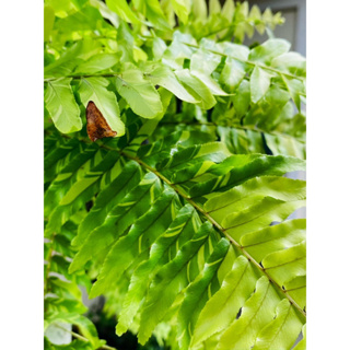 เฟิร์นด่าง (boston fern Var) ไม้ประดับสวยน่าสะสม