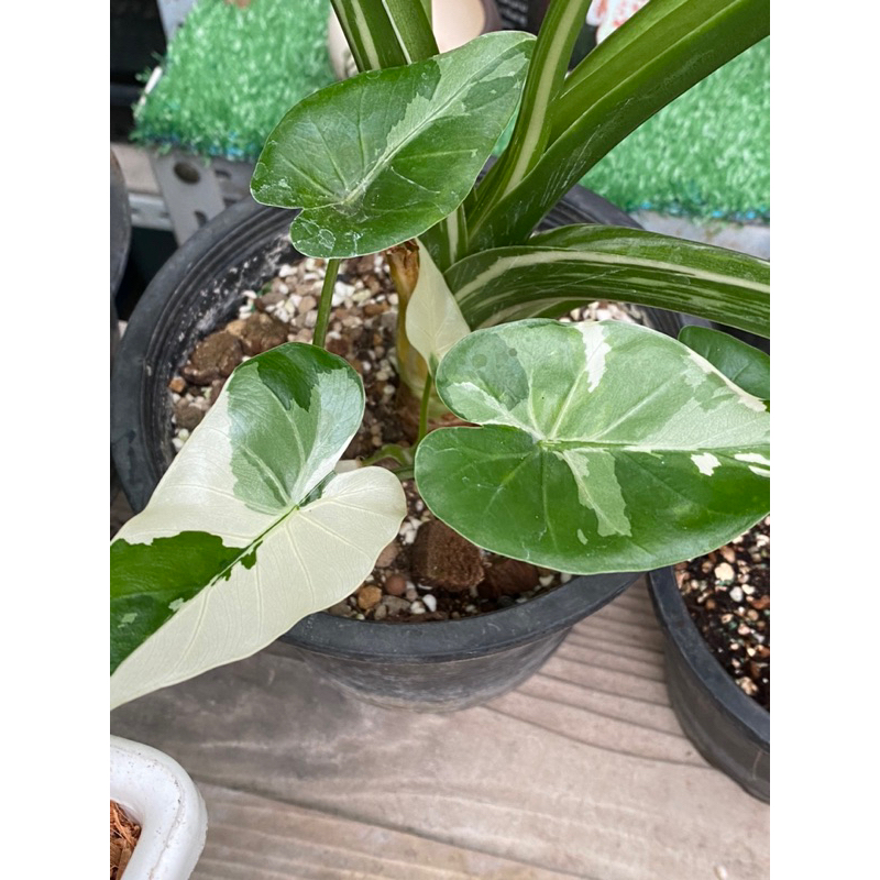 โอกินาว่า-alocasia-okinawa-silver-บอนโอกินาว่า-กระถาง4นิ้ว