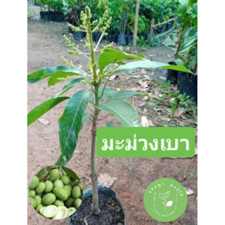 (พร้อมส่ง‼️) ต้นมะม่วงเบาใต้คัดสวยๆ