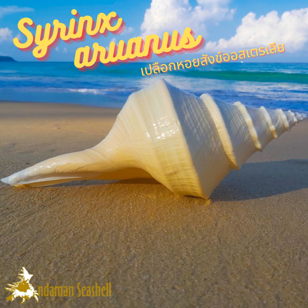 andaman-seashell-เปลือกหอย-เปลือกหอยสังข์ส้ม-สังข์ออสเตรเลีย-syrinx-aruanus