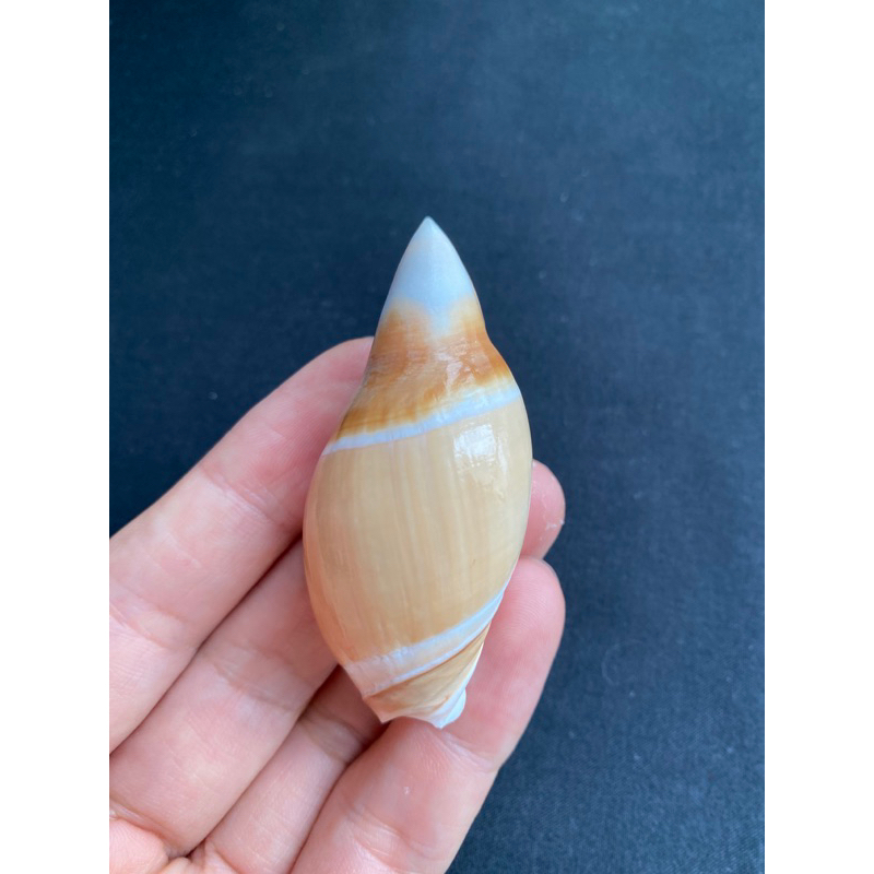 หอยสังข์ทรงกระสุน Rare bullet-shaped conch shell zidan | Shopee Thailand