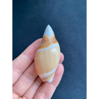 หอยสังข์ทรงกระสุน Rare bullet-shaped conch shell zidan