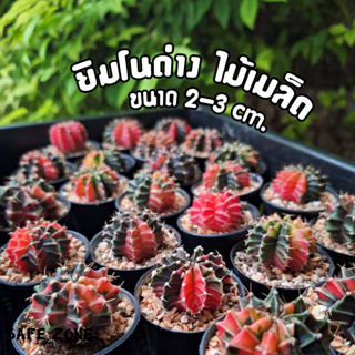 ยิมโนด่างไม้เมล็ด แคคตัส ขนาด 2-3 cm. gymnocalycium แบบสุ่ม