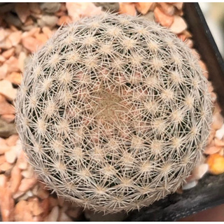 🌸🌸Mammillaria Lasiacantha Pink spinform ฟอร์มขนชมพู ขนต้นนี้แน่นมาก หลงไม่ไหวว🫶🏻🫶🏻