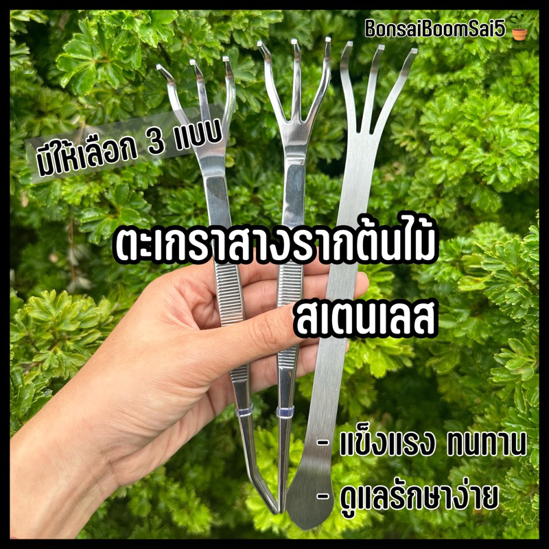 พร้อมส่งจากไทย-ตะเกรา-ตะเกา-ฟอเซป-สินค้านำเข้าจากจีน