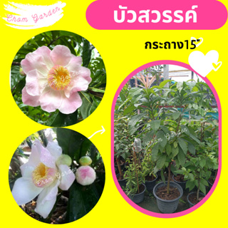 ต้นบัวสวรรค์ กระถาง 15" (1 ต้น / 1คำสั่งซื้อ)