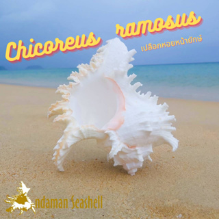 Andaman seashell เปลือกหอย หอยหน้ายักษ์ (Chicoreus ramosus)
