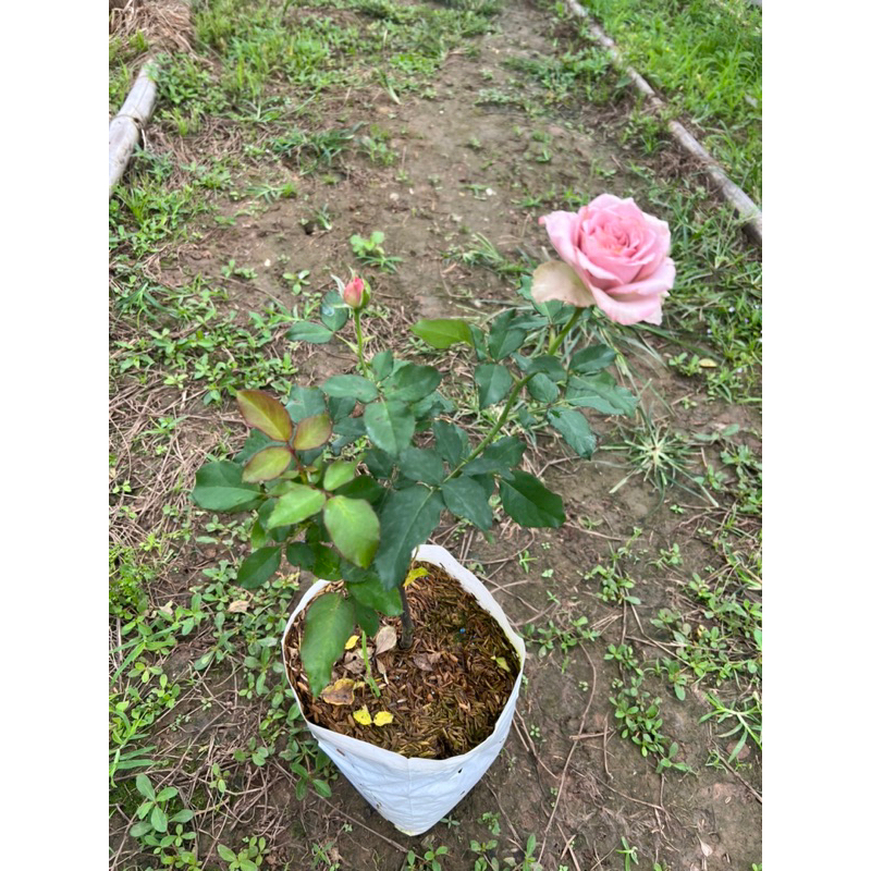 flower-garden-f427-กุหลาบ-มงมาร์ต-montmartre-แบบถุงใหญ่
