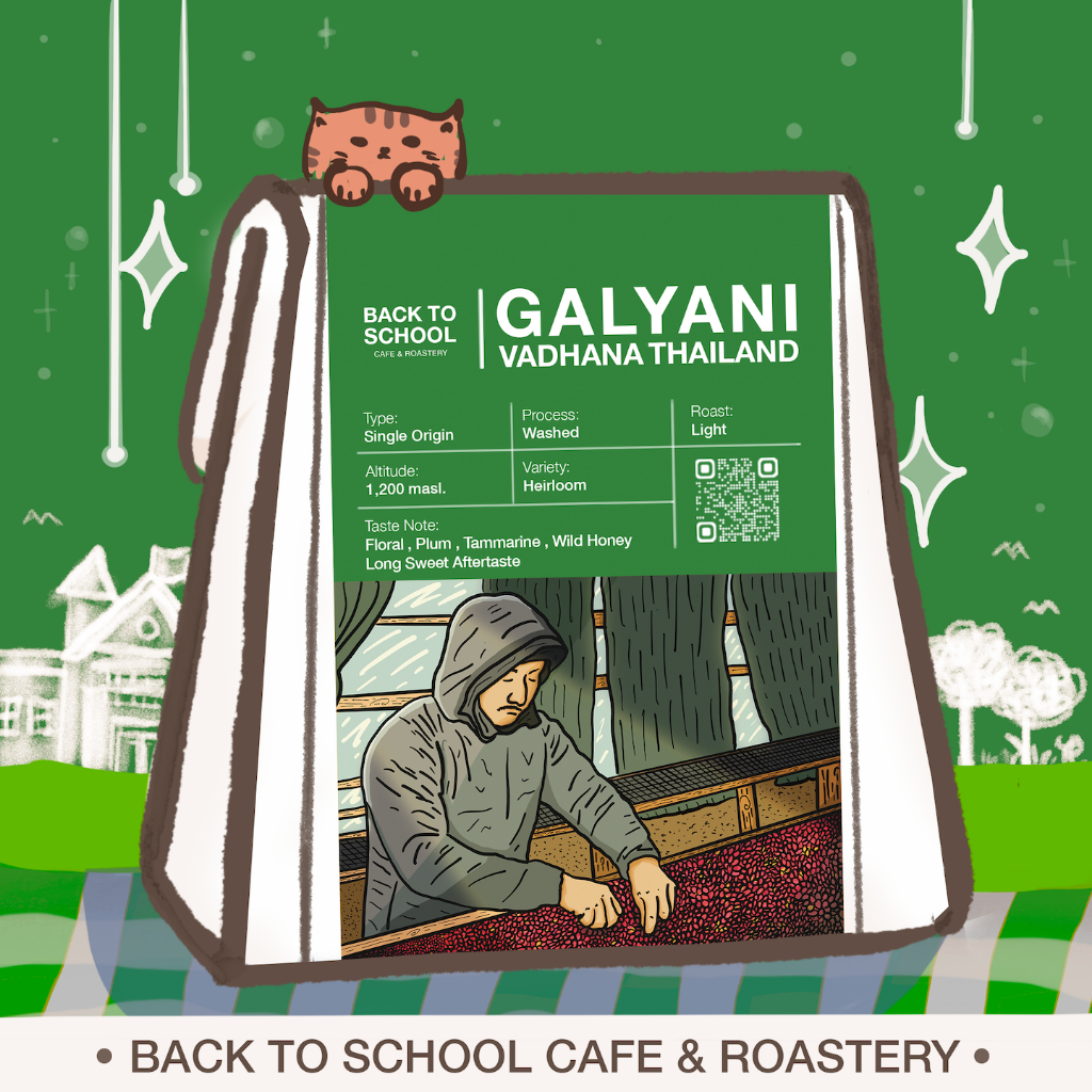 เมล็ดกาแฟคั่ว-galyani-vadhana-crop-2023-washed-chiang-mai-light-roast