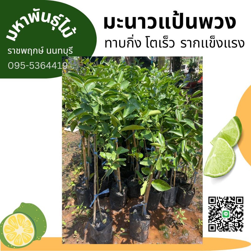 มะนาวแป้นพวง-แป้นพิจิตร-เสียบยอด-โตไว-ลูกดก
