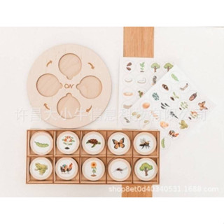 [พร้อมส่งจากไทย] Life cycle Plate เรียนรู้ผ่านวงจรชีวิต สัตว์+พืช 10 ชนิด montessori toy งา