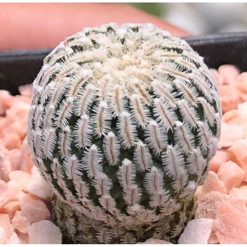 turbinicarpus-pseudopectinatus-เทอบิดอกสวย-ตัวอย่างดอกภาพสุดท้าย