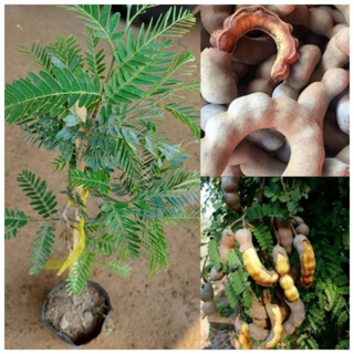 ต้นมะขามหวาน พันธุ์สีทอง/เสียบยอด/ต้นเตี้ยปีเดียวติดผล ผลใหญ่อวบ รสชาติหวานช่ำ