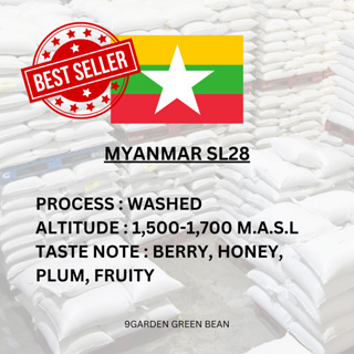 สารกาแฟ Myanmar SL28 Washed Process