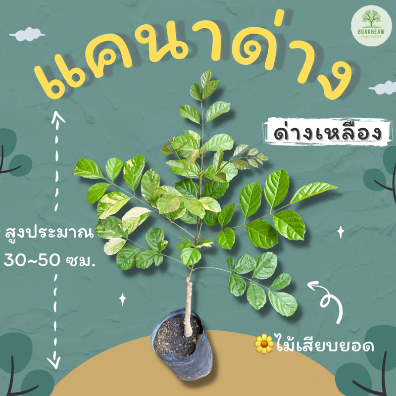 ต้นพันธุ์แคนาด่าง-30-50-ซม-แคนาด่างเหลือง-แคนา