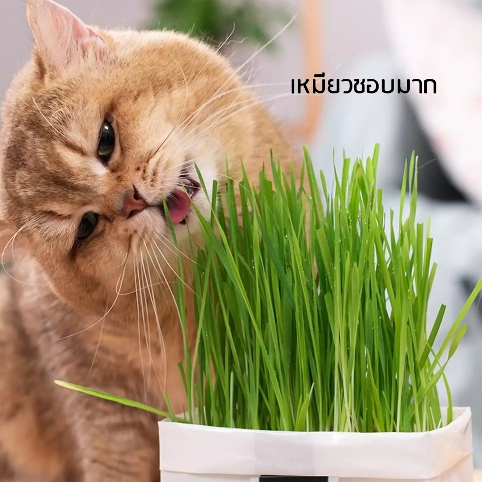 หญ้าแมว-ชุดปลูกต้นอ่อนข้าวสาลี-สำหรับสัตว์เลี้ยง