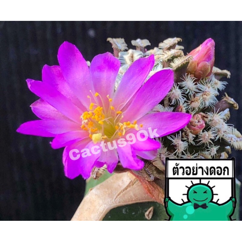 พร้อมส่ง-แคคตัส-แมม-เบอโทลิอาย-mammillaria-bertholdii-cactus-ไม้กราฟ-ดอกชมพูสวย-จำนวน-1-ต้น