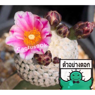 [พร้อมส่ง]🌵 แคคตัส เทบิ วาลเดเซียนัส turbinicarpus valdezianus ดอกสวย ไม้กราฟ จำนวน 1 ต้น