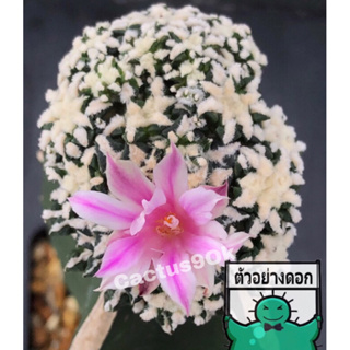 [พร้อมส่ง]🌵 แคคตัส อาริโอ คอทชู แมคโดเวล Ariocarpus Kotchoubeyanus Macdowellii cactus ไม้กราฟ จำนวน 1 ต้น