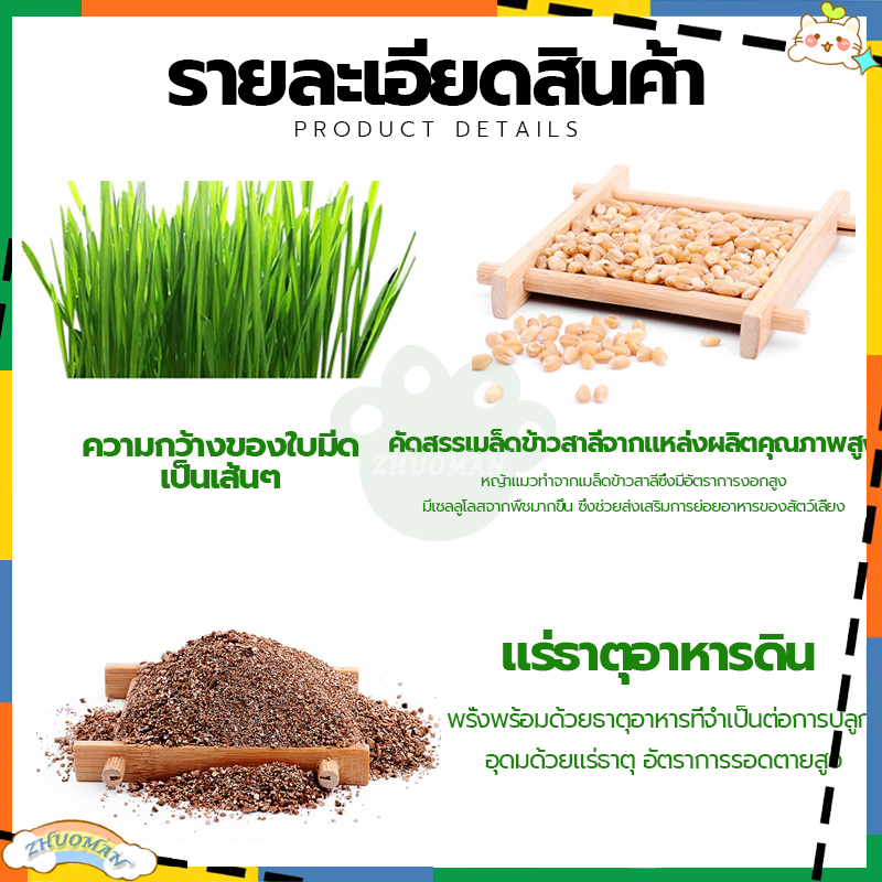 หญ้าแมว-ข้าวสาลีแมว-ชุดปลูกข้าวสาลี-ต้นข้าวสาลีแมว-ต้นอ่อนข้าวสาลี-ชุดปลูกข้าวสาลีแมว-เมล็ดหญ้าแมว-เมล็ดข้าวสาลี