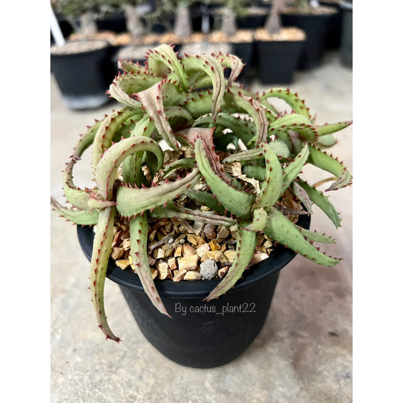 อโร-aloe-castilloniae