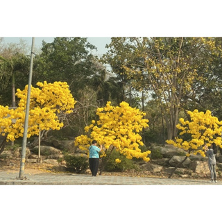 ต้นพันธุ์  เหลืองปรียาธร  ดอกมีสีเหลืองอร่ามทรงดอกเป็นพุ่มใหญ่สวยเบ่งบานงามสะพรั่งดังนามมงคล  สำหรับปลูก ในถุงดำ 49 บาท