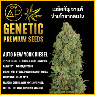 🇪🇸 เมล็ดกัญชา Auto New York Diesel เมล็ดค่าย AP Genetic นำเข้าจากสเปน เมล็ดกัญ ชา ออโต้ เพศเมีย แท้ 100%