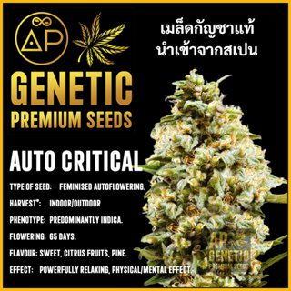 🇪🇸 เมล็ดกัญชา Auto Critical เมล็ดค่าย AP Genetic นำเข้าจากสเปน เมล็ดกัญ ชา ออโต้ เพศเมีย แท้ 100% ควบคุมคุณภาพอย่างเข้มง