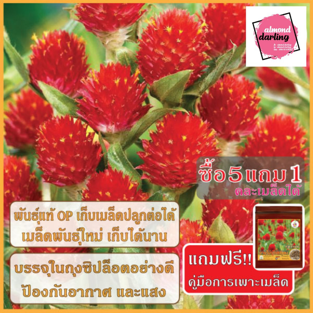 ซื้อ5-แถม1-เมล็ดพันธุ์-ดอกบานไม่รู้โรย-สีแดง-20-เมล็ด-red-globe-amaranth-flower-seed-เมล็ดพันธุ์แท้-ปลูกง่าย-อัตรางอกส