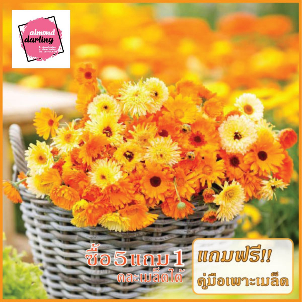 ซื้อ5-แถม1-เมล็ดพันธุ์-ดอกคาเลนดูล่า-ดาวเรืองหม้อ-ดอกไม้กินได้-20-เมล็ด-calendula-flower-seed-เมล็ดพันธุ์แท้-ปลูกง่า