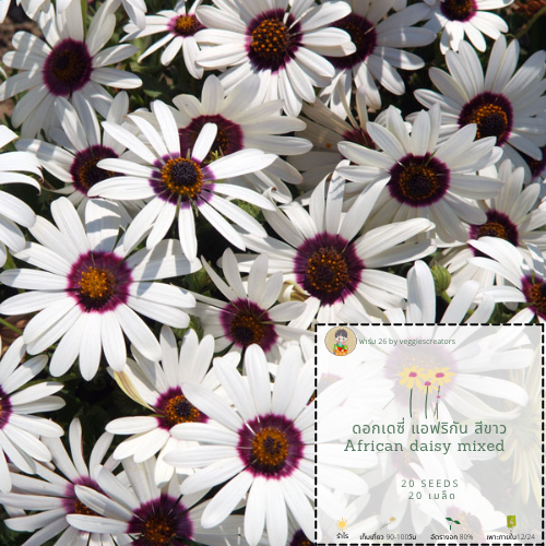 เมล็ดพันธุ์ดอกไม้ เดซี่ สีขาว African Daisy Polar Star | Shopee Thailand