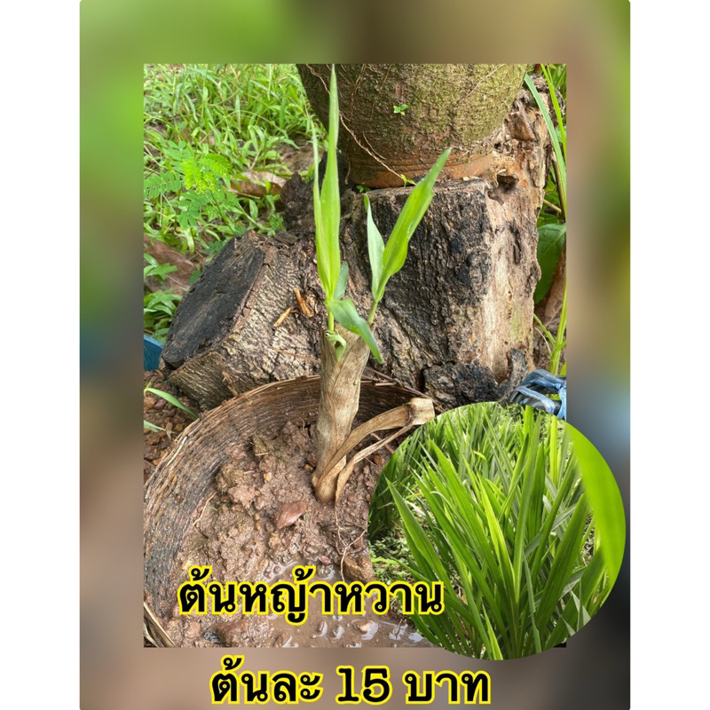 ต้นพันธุ์หญ้าสำหรับปลูก